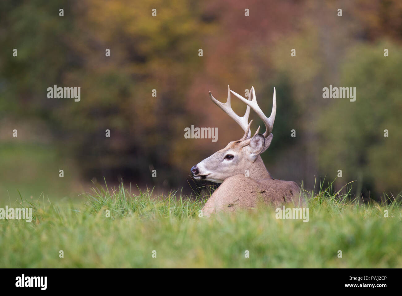 white-tailed deer buck in autumn Stock Photo