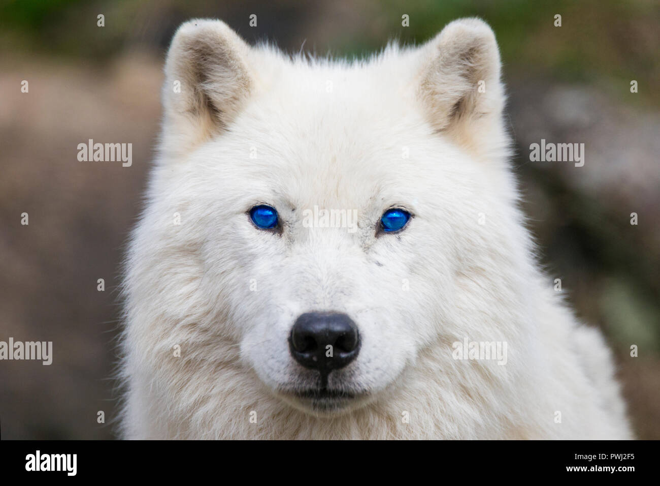 Arctic Wolf With Blue Eyes