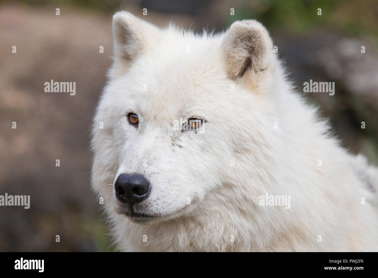 arctic wolf portrait Stock Photo - Alamy