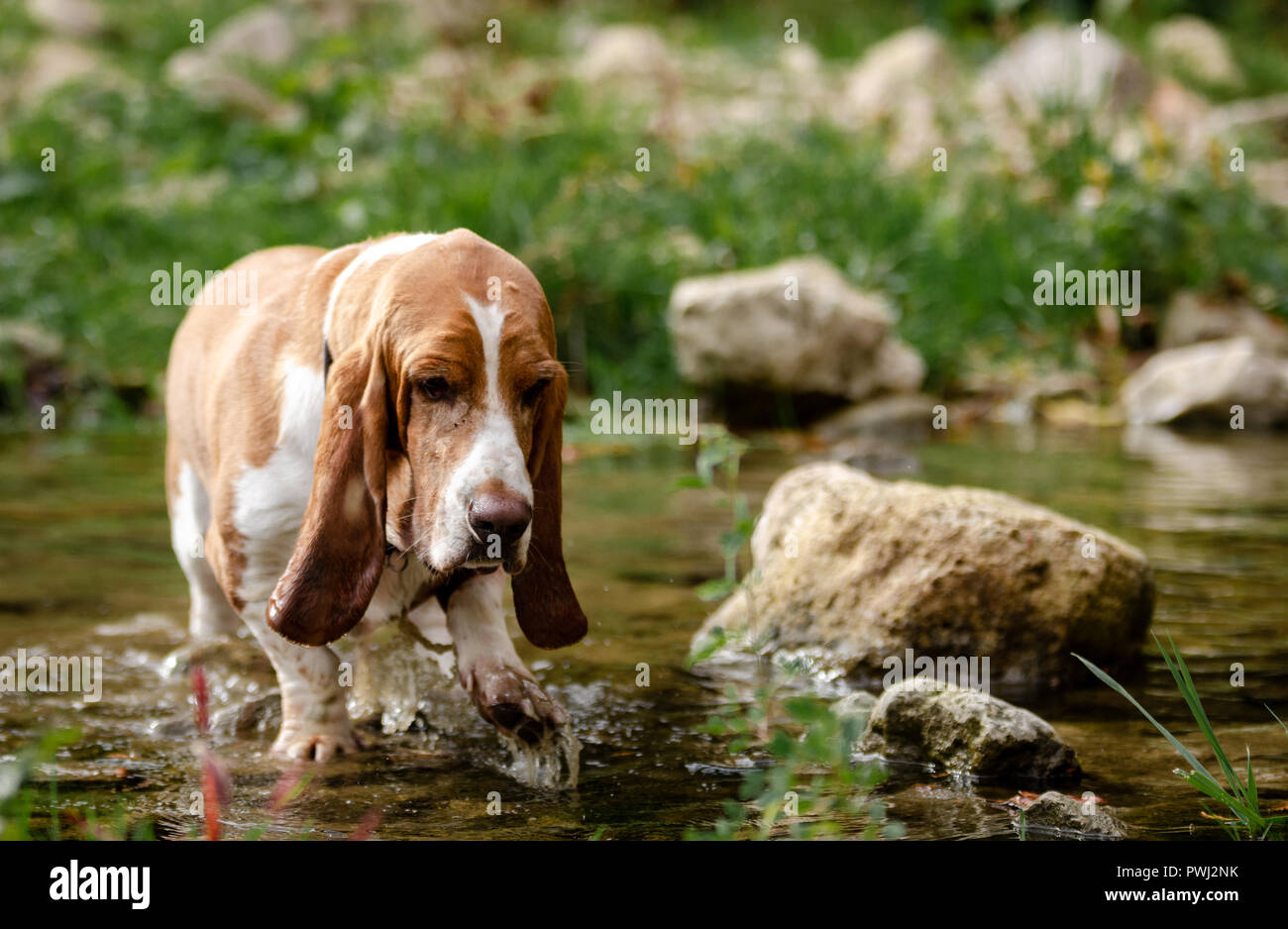Are Basset Hounds Good Hiking Dogs