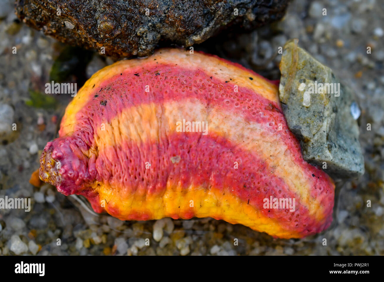 Pink warty sea cucumber Stock Photo Alamy