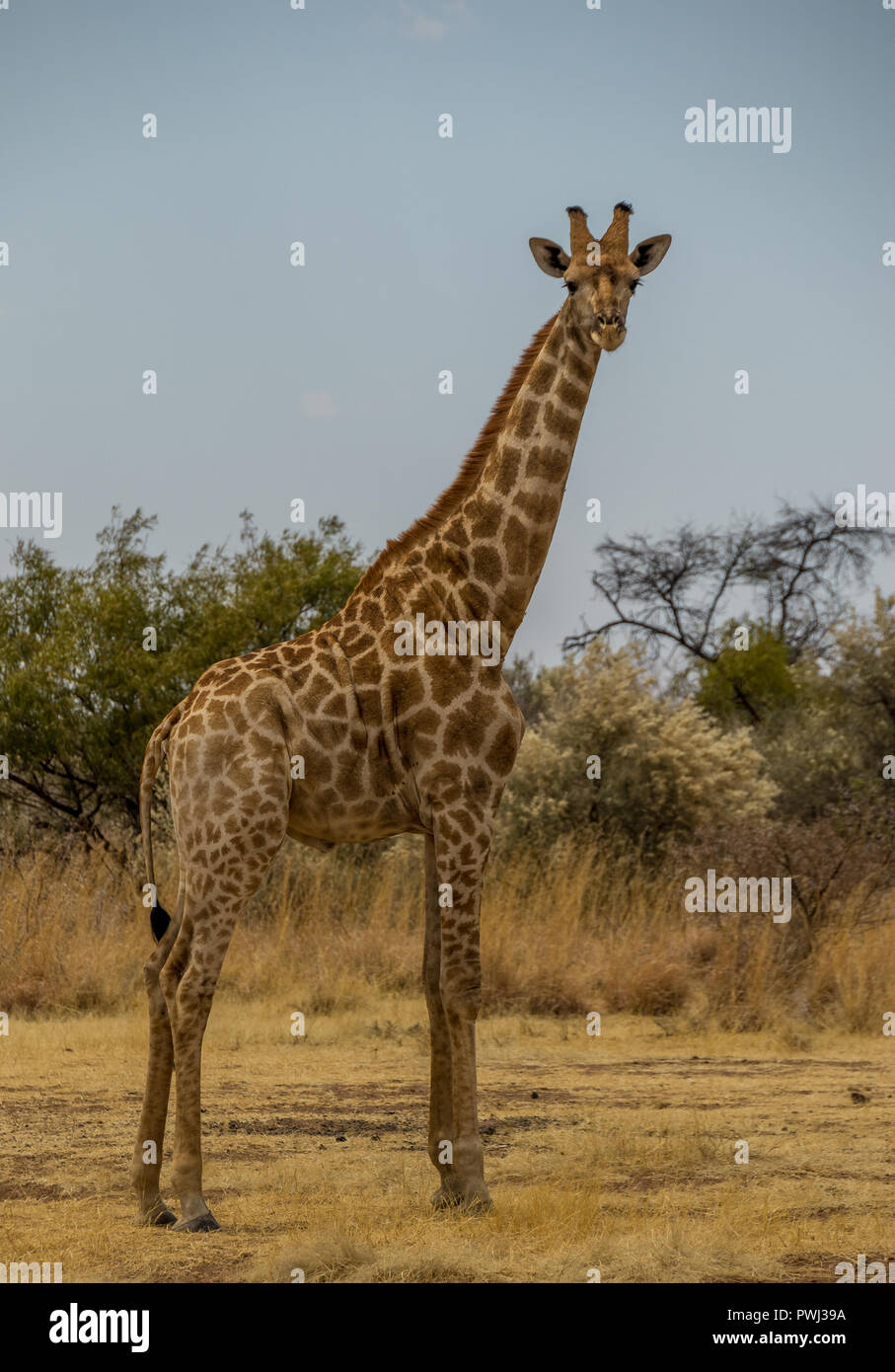 A Giraffe Isolated In The African Wilderness Image With Copy Space In a-giraffe-isolated-in-the-african-wilderness-image-with-copy-space-in