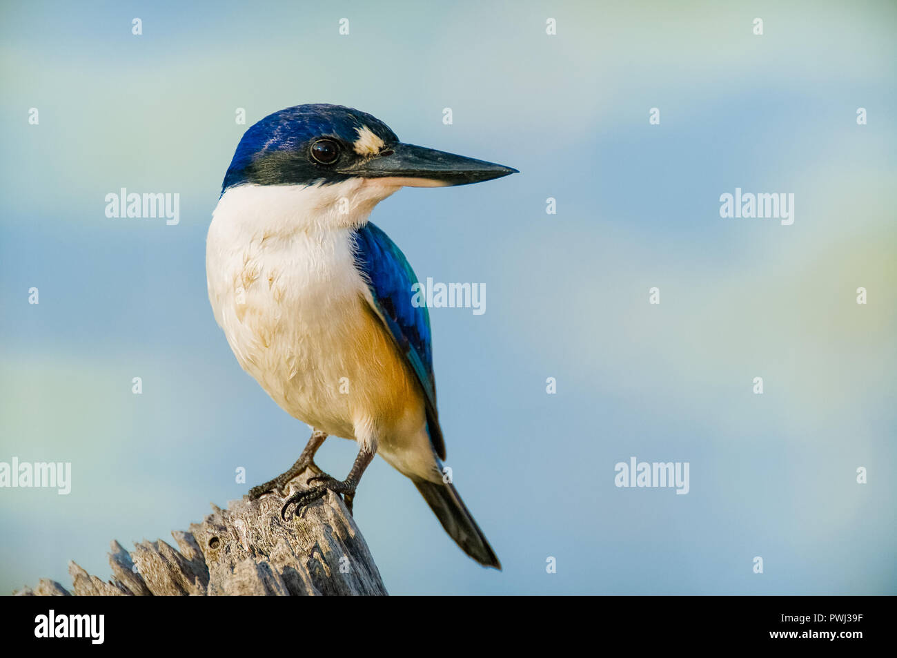 Forest Kingfisher perched on an old fence straining post and hawkishly stares at the shoreline of the lagoon for signs of fish. Stock Photo
