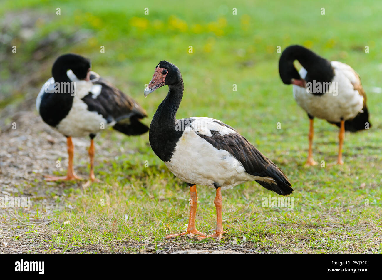 Male Magpie goose stands guard over two preening female geese. Stock Photo