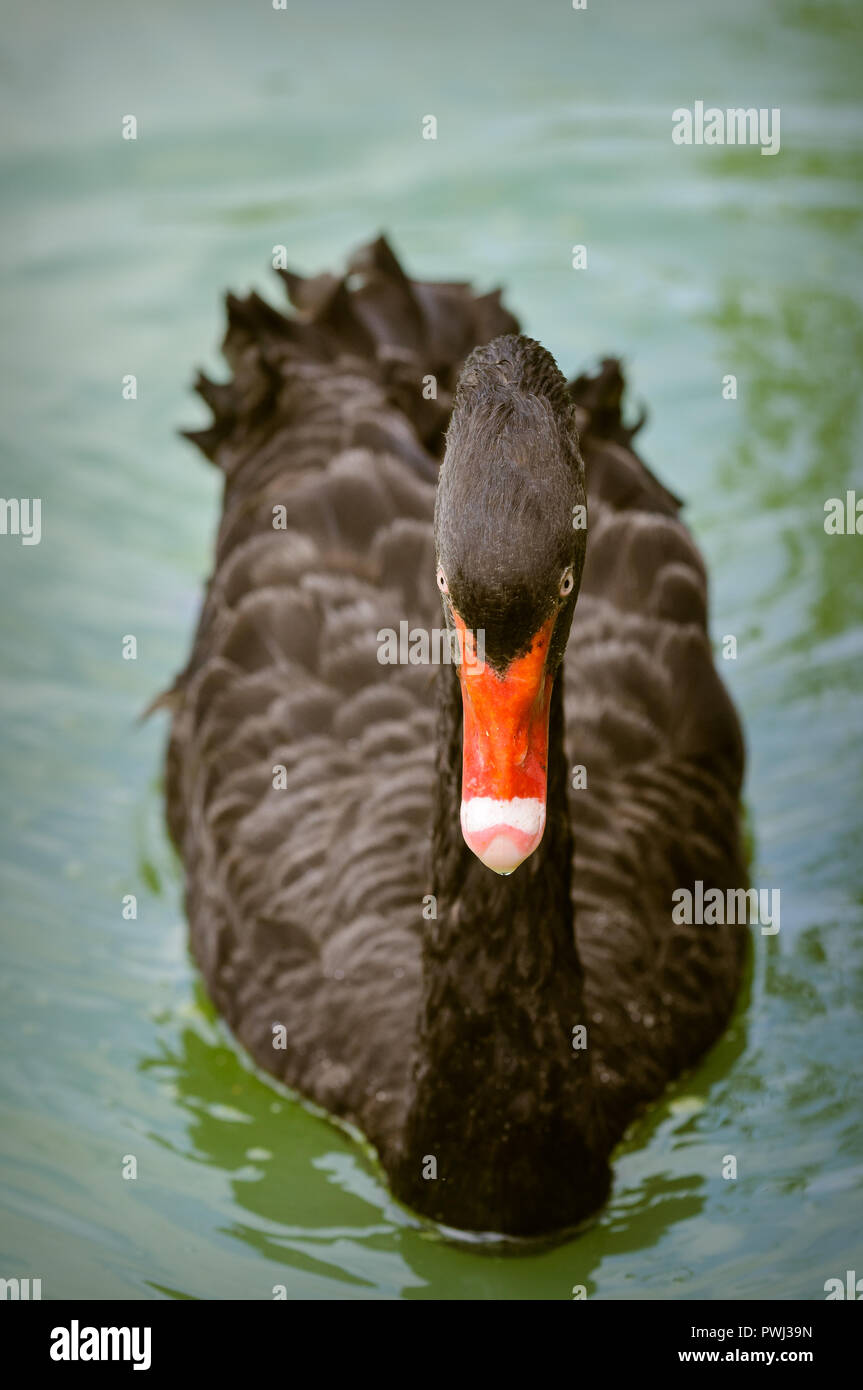 A male Black Swan approaches the banks of his lagoon with a threatening posture. Stock Photo