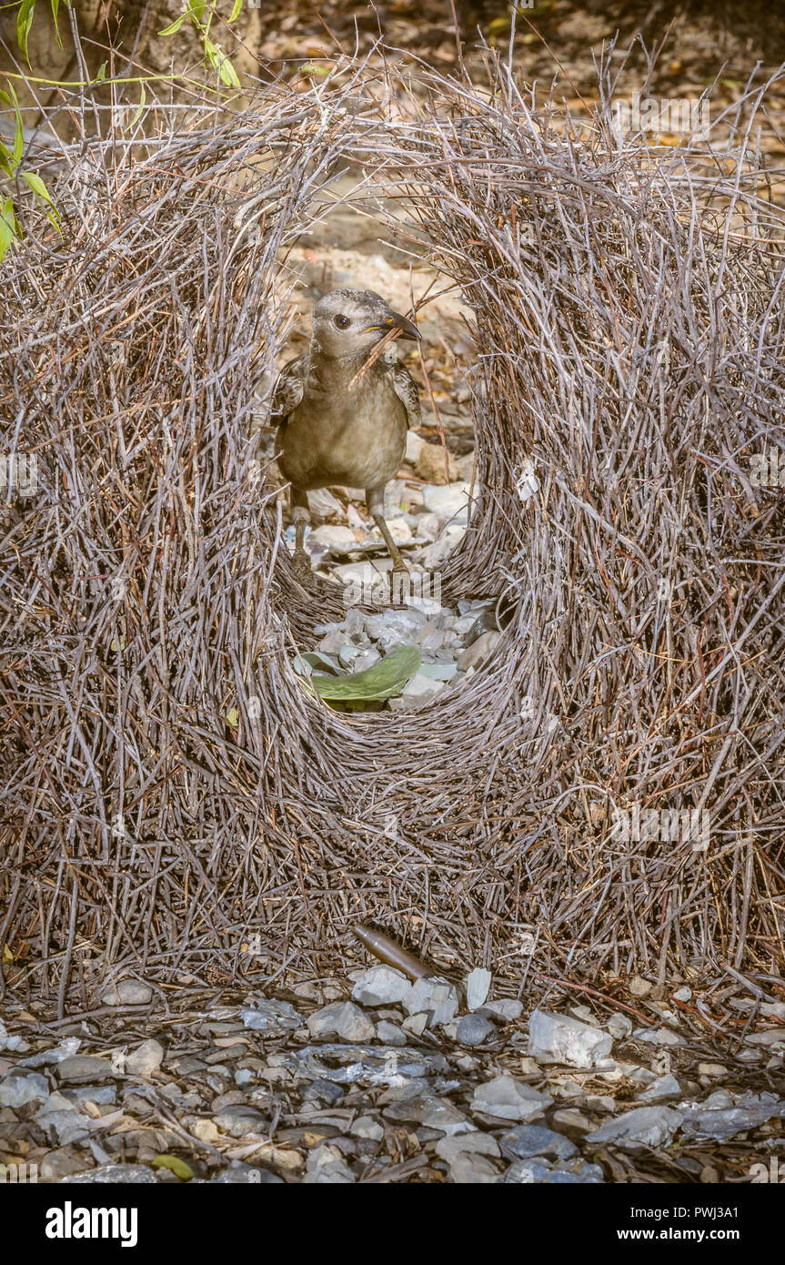Great Bower Bird, busily and fastidiously repairs his bower and prepares gifts in and around his courtship grounds in readiness for female arrivals. Stock Photo