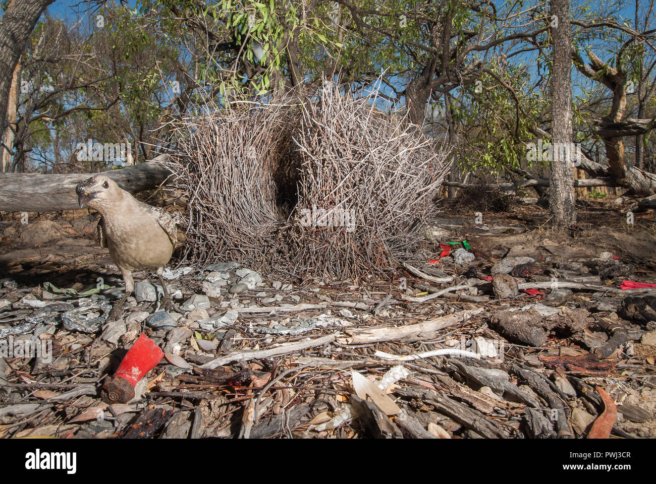 Great Bower Bird, busily and fastidiously repairs his bower and prepares gifts in and around his courtship grounds in readiness for female arrivals. Stock Photo