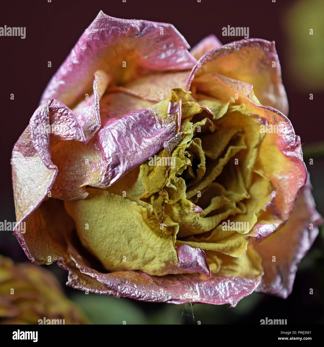 Withered dying pink yellow rose.  Square shape close up image. Stock Photo
