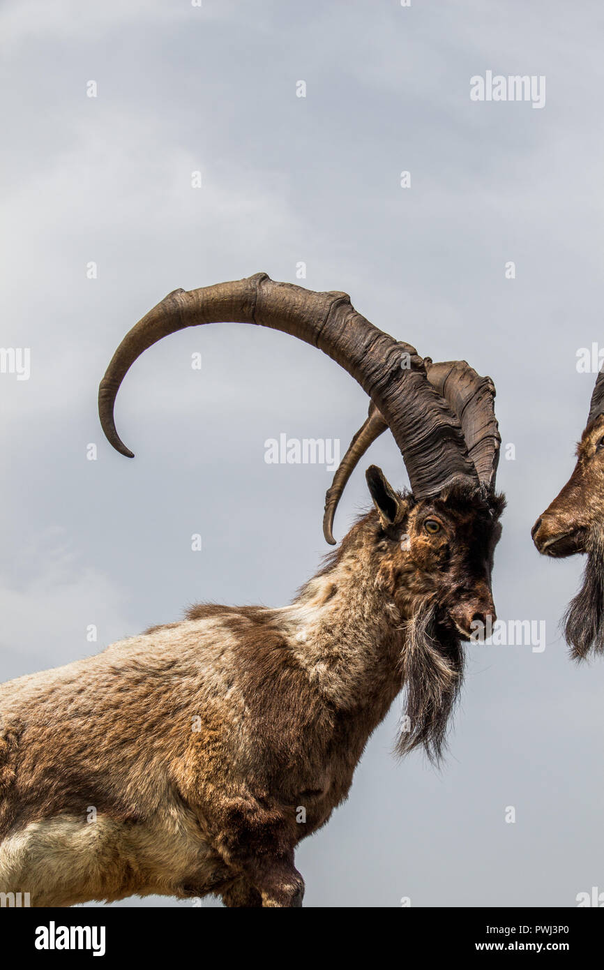Wild brown mountain goat with two huge horns Stock Photo Alamy