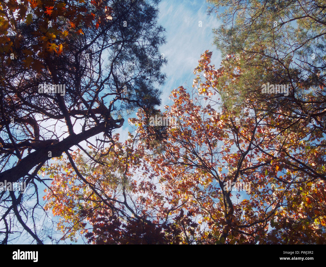 Fall colors in a forest near Wapenveld, Netherlands Stock Photo Alamy