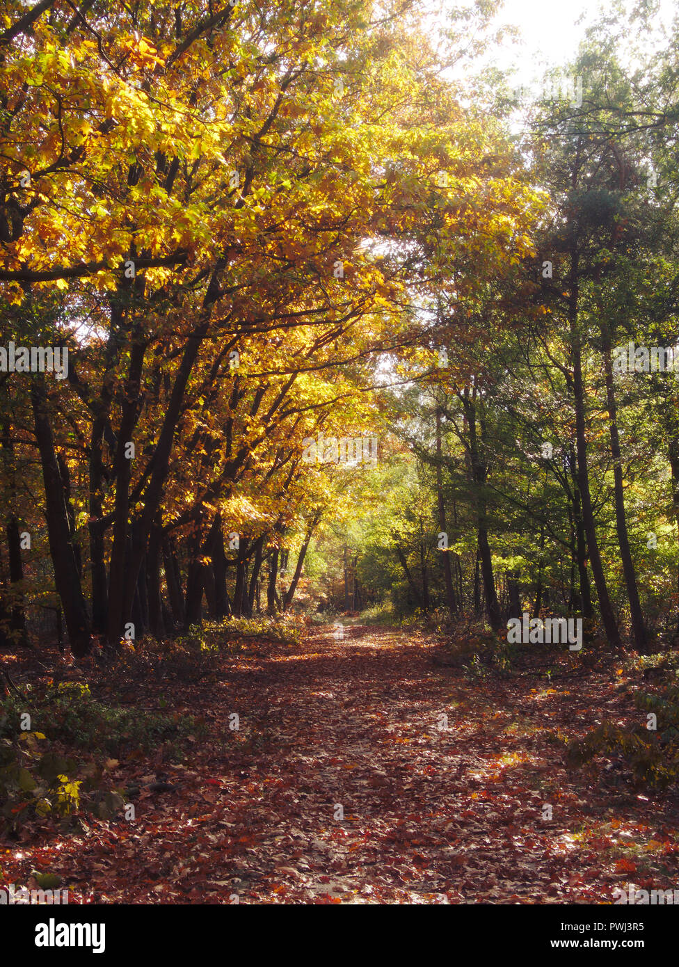 Fall colors in th forest on a calm sunny day in autumn in the Netherlands. Stock Photo