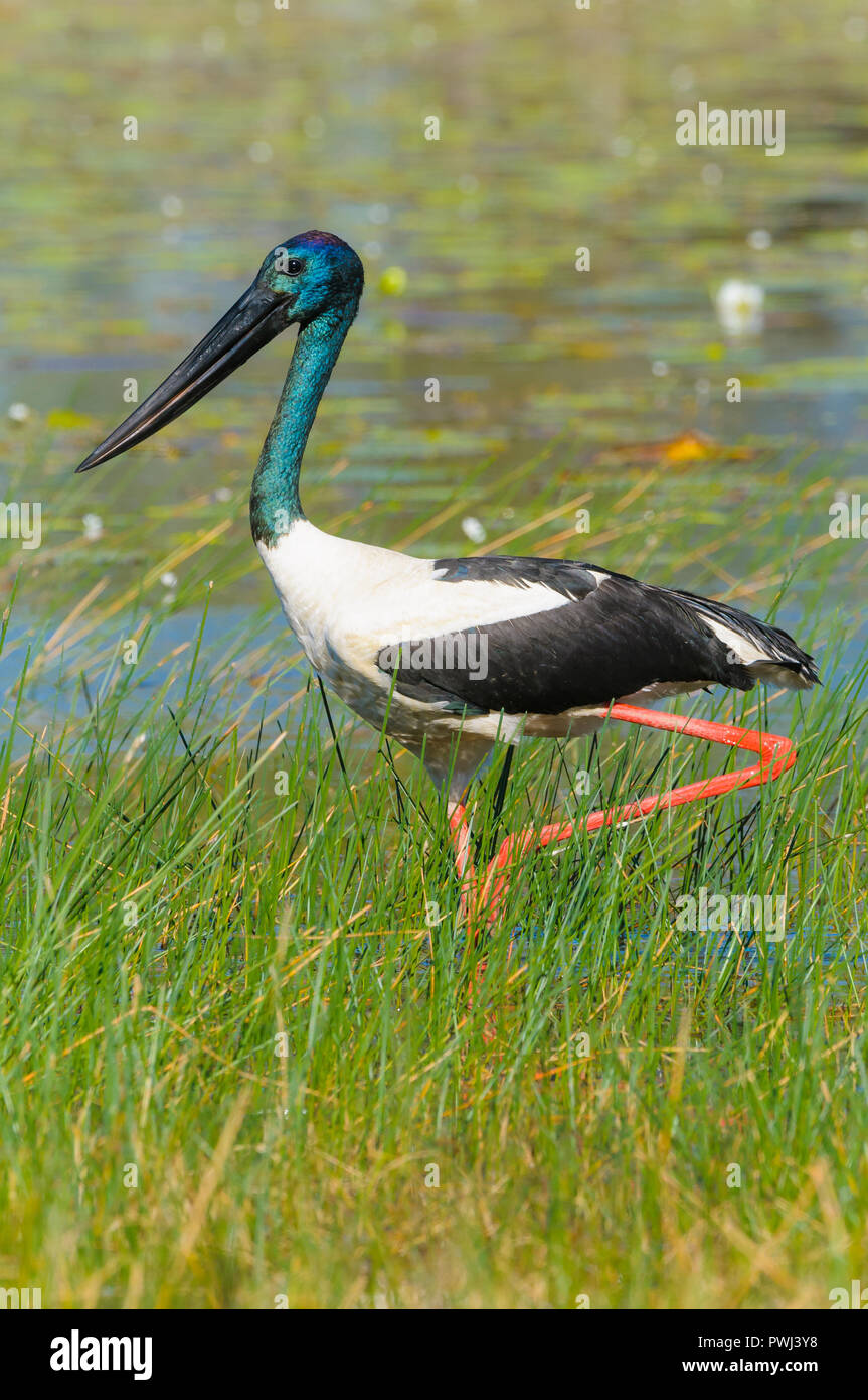 Image of the natural hunting behaviors of the Australasian Stork, Black-neck Stork or, the Australian Jabiru stalking through wetland habitats. Stock Photo