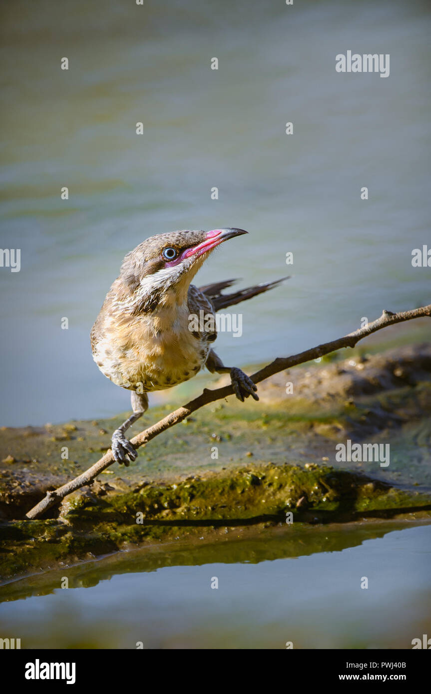 Spiny-cheeked Honeyeater perched ready to take a drink at an outback waterhole. Stock Photo