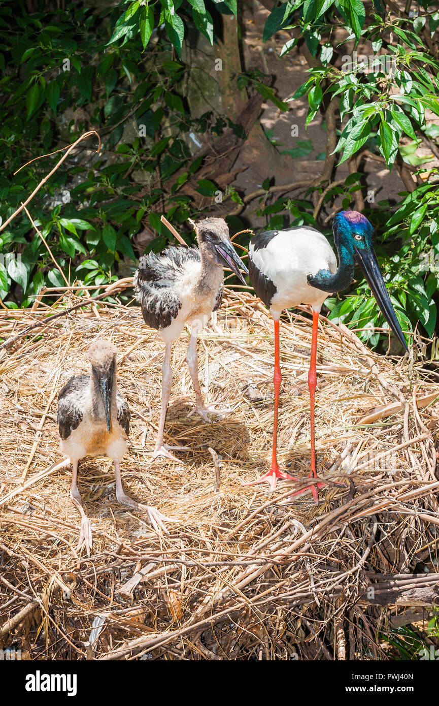Images of the natural behaviors of the Australian wetlands wader, the Australasian Stork, Black-neck Stork or, in Australia the Jabiru. Stock Photo