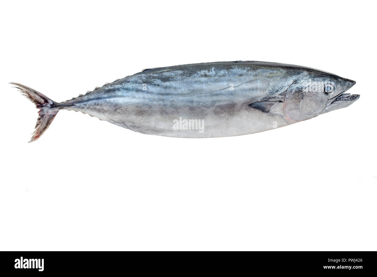 The Atlantic bonito (Sarda sarda) is a large mackerel-like fish of the family Scombridae on white background Stock Photo