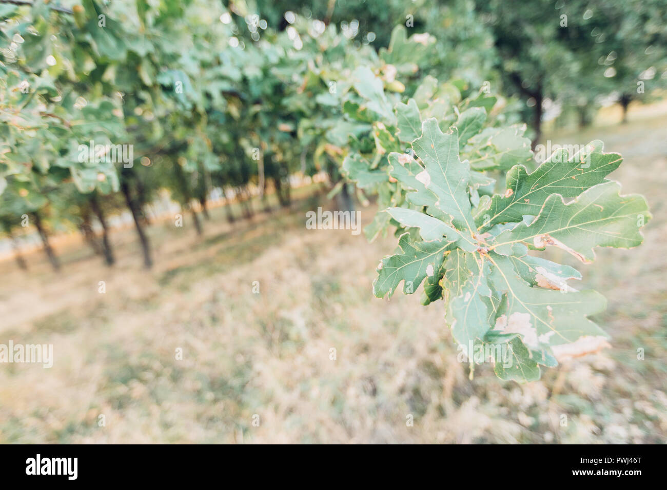 Panorama oak tree green leaves hi-res stock photography and images - Alamy