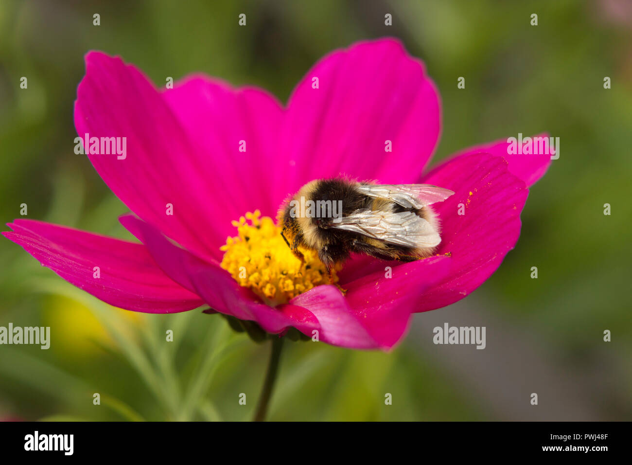 Cute macro honey bee hi-res stock photography and images - Alamy