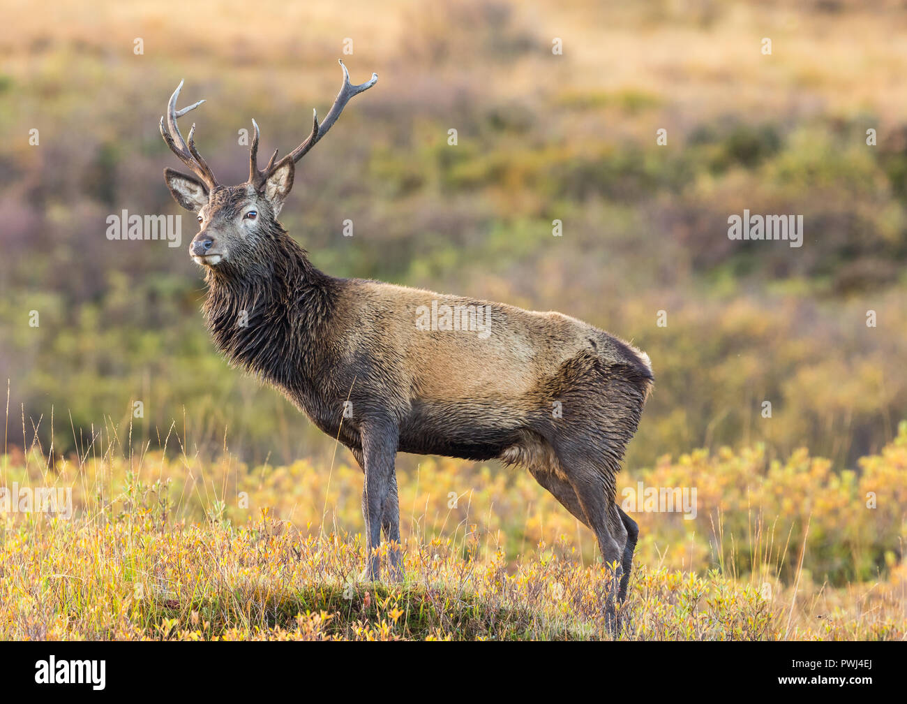 Red deer stag (Cervus elaphus scoticus) standing majestically in   Ardnamurchan in the Highlands of Scotland. Facing left.  Horizontal Stock Photo