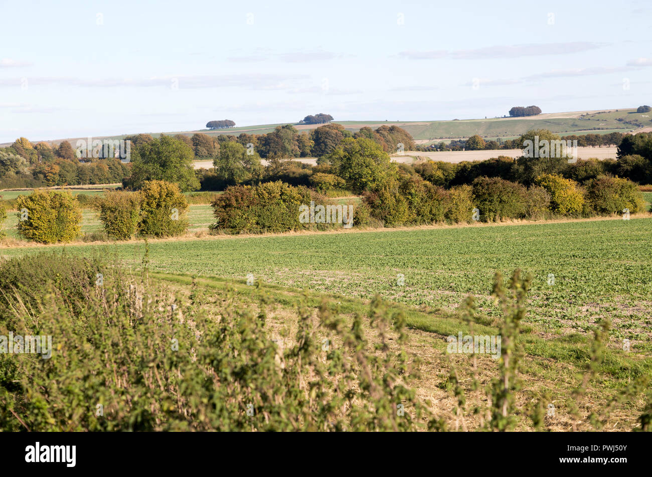 Chalk ridge of Ridgeway ancient route from Broad Hinton, Wiltshire