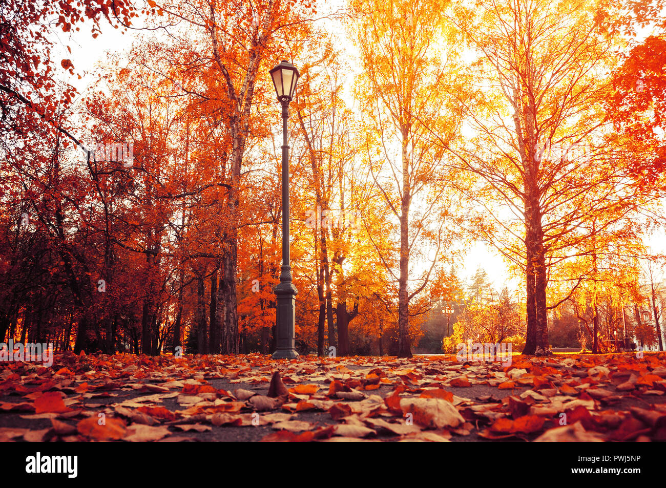 Autumn city landscape. Autumn trees in sunny autumn park lit by sunshine and fallen maple leaves on the foreground. Autumn city park scene Stock Photo