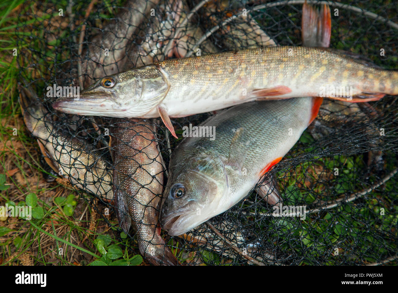 https://c8.alamy.com/comp/PWJ5XM/freshwater-perch-and-northern-pike-fish-know-as-esox-lucius-on-landing-net-and-fishing-equipment-fishing-concept-trophy-catch-big-freshwater-perch-PWJ5XM.jpg