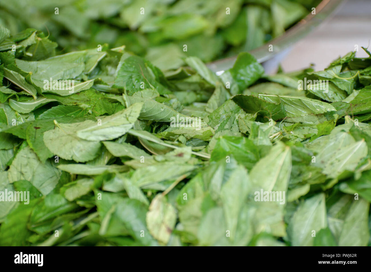 Mulukhiyah Leafs drying in the sun. Mulukhiyah are the leaves of Corchorus olitorius commonly known as The Arab 's mallow, Nalta jute, or tossa jute.I Stock Photo