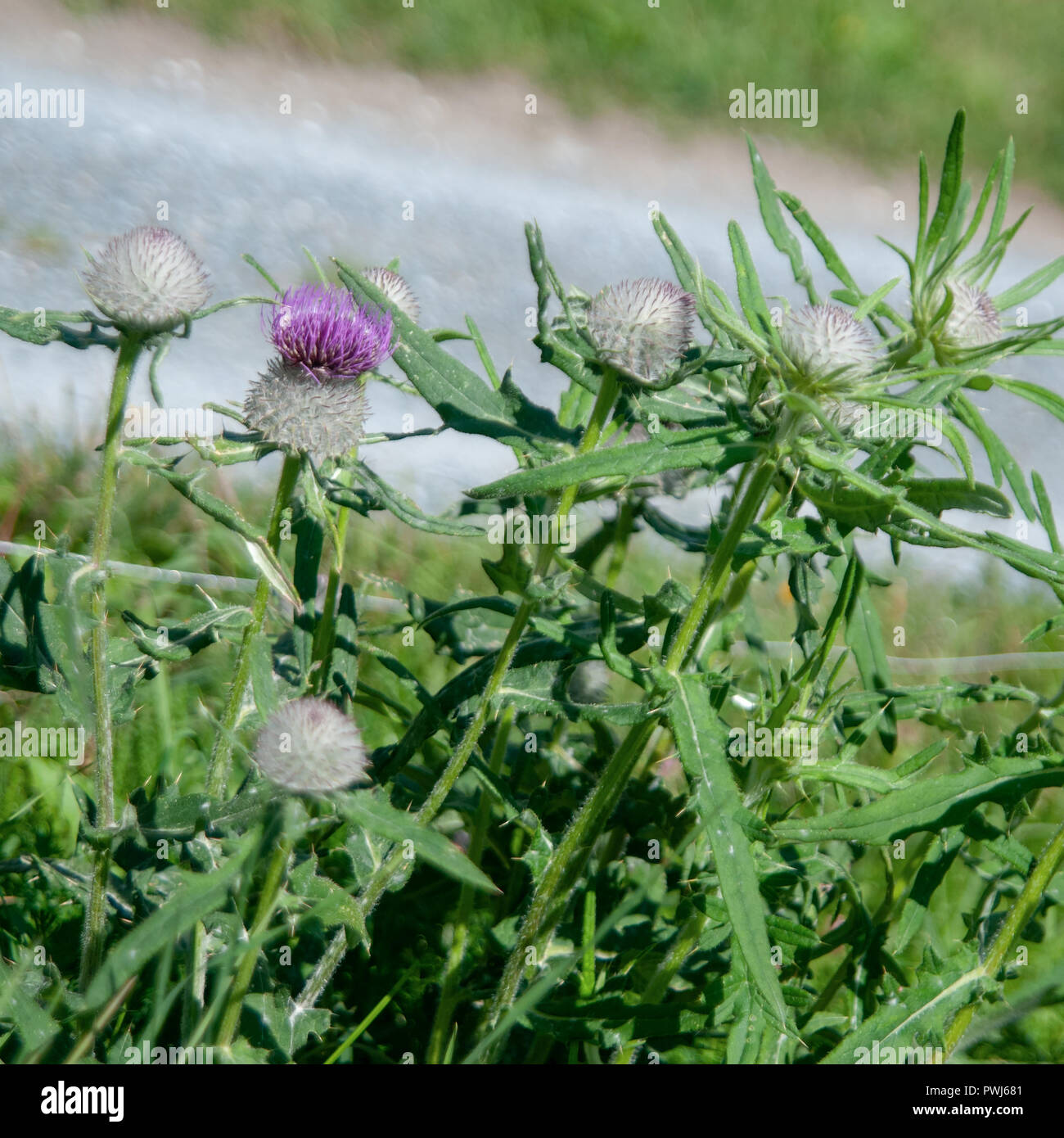 Cirsium eriophorum, the woolly thistle, is a herbaceous biennial species of the genus Cirsium. It is widespread across much of Europe. It is a large,  Stock Photo