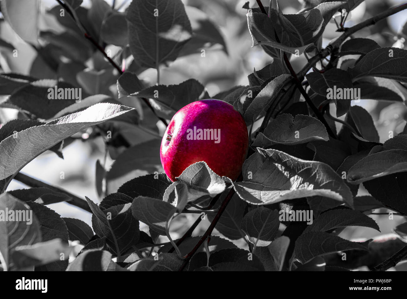 Apple of my eye. Red delicious apple hanging on a tree Stock Photo