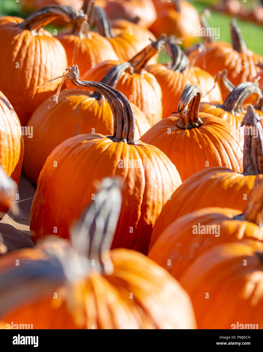 Pumpkins time hi-res stock photography and images - Alamy
