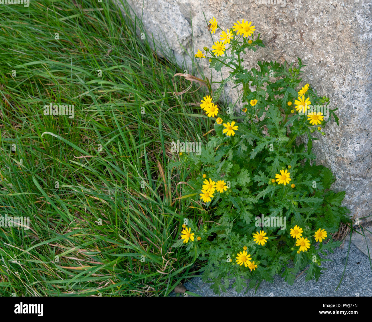 Alpine Ragwort Photographed in the Swiss Alps, near Guarda, Switzerland ...