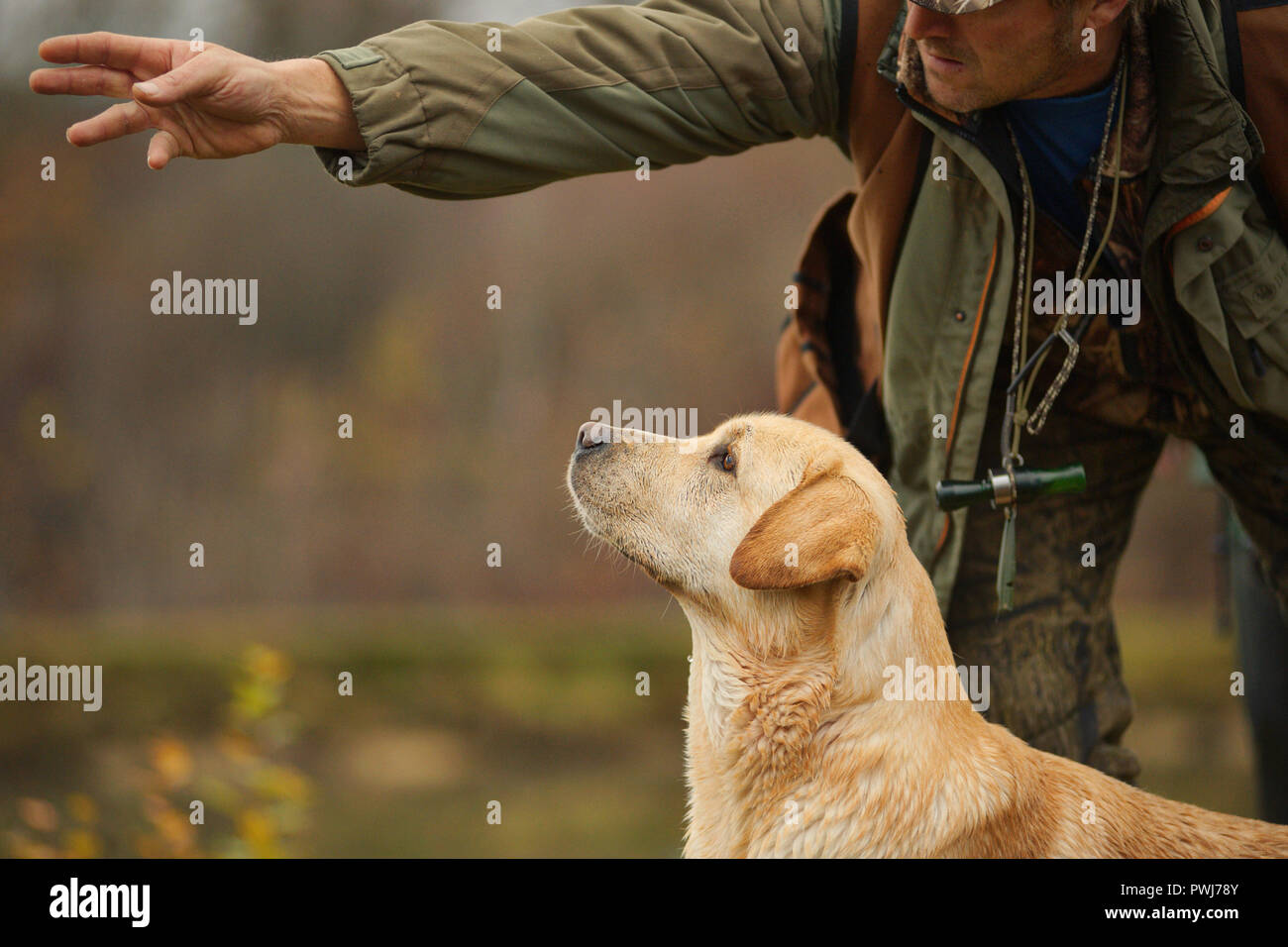 Yellow Labrador Retriever is waiting for the command from the owner to go and fetch a duck Stock Photo