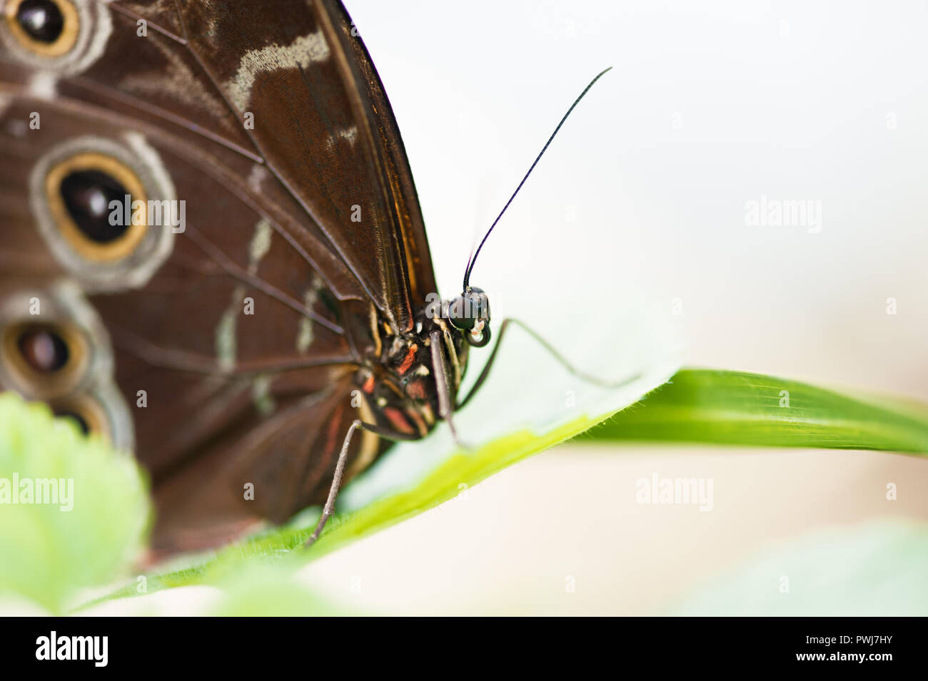 Butterfly close up on a green leaf macrophtography Stock Photo - Alamy