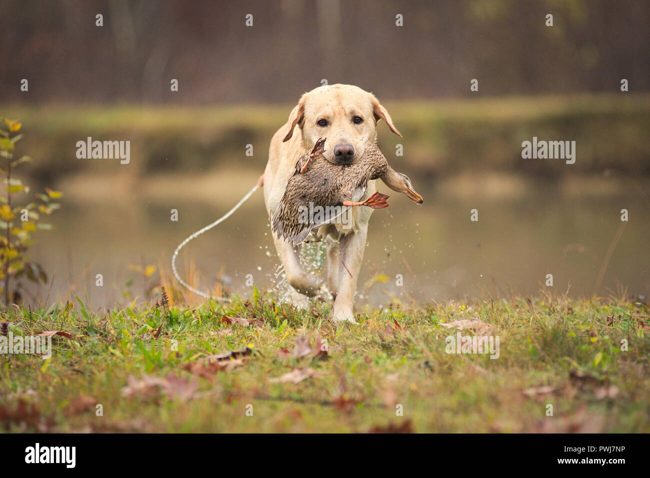 Yellow labrador retriever with a duck in his mouth, retrieving to hunter Stock Photo