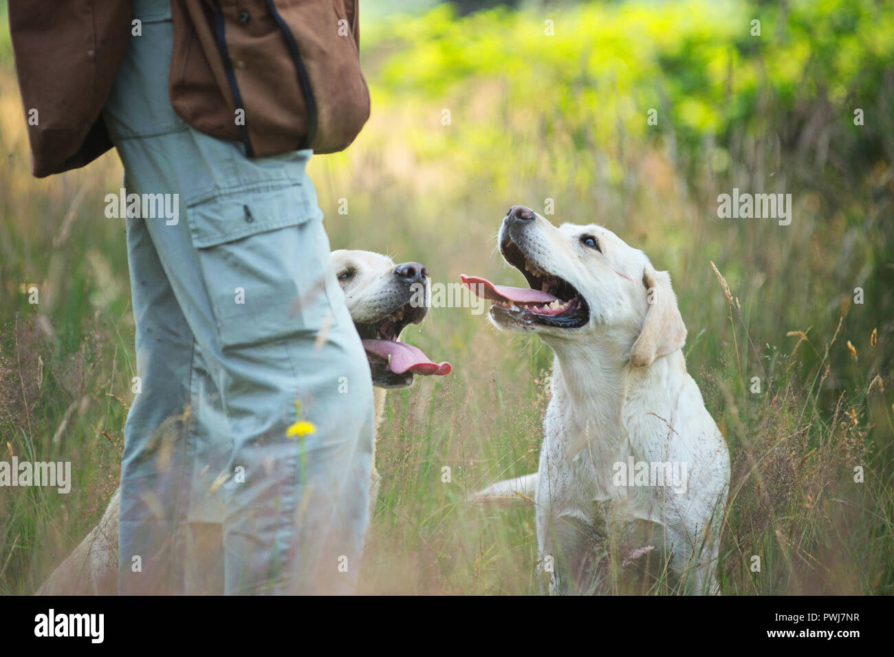 Two yellow labrador retrievers panting during a hunting day in the fields, both with tongue out looking for some water Stock Photo