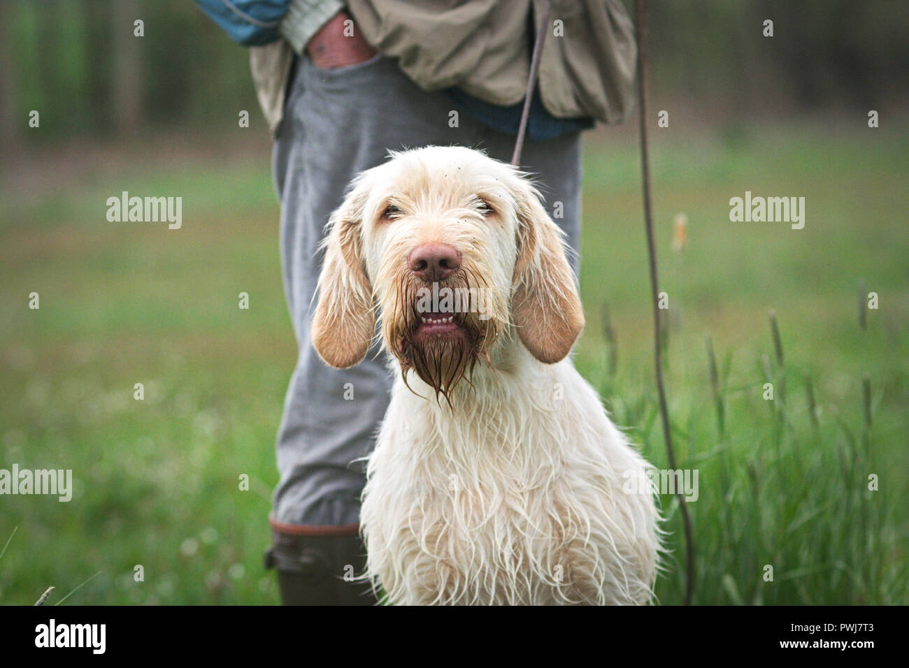 Portrait of a Spinone Italiano, italian dog breed, beautiful gun dog of solid white color Stock Photo