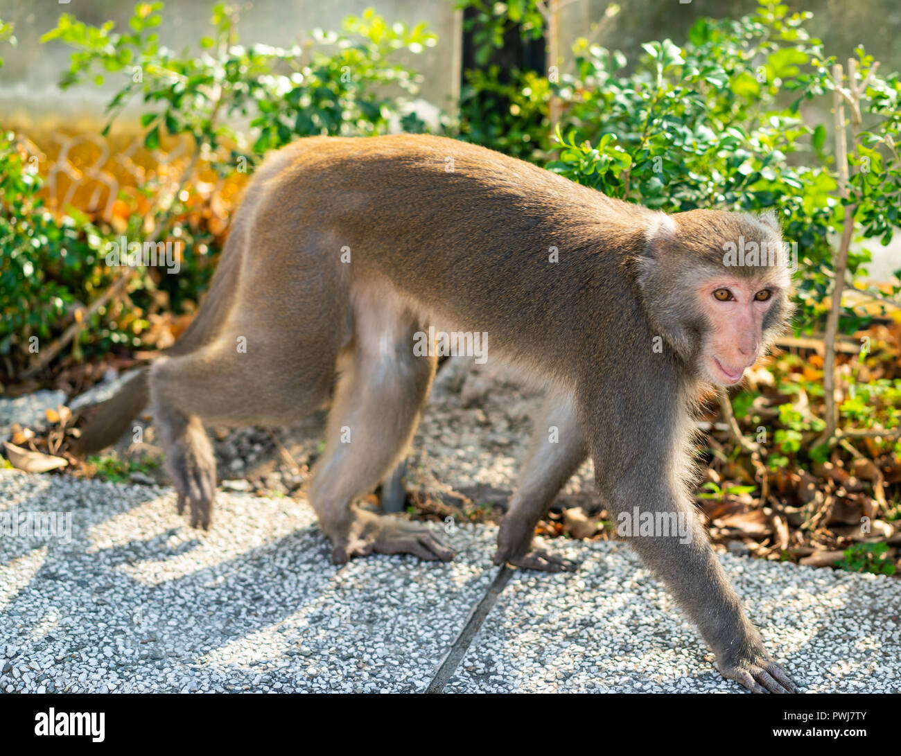 Wild Taiwanese Formosan rock macaque monkey walking on the ground Stock Photo