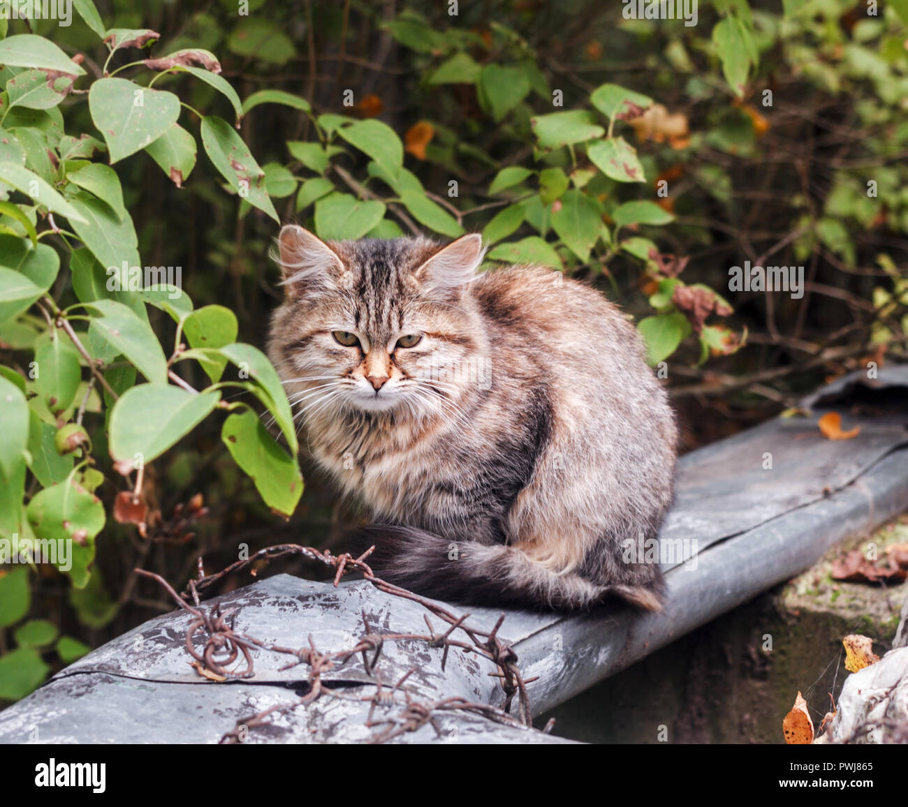 Cloudy eyes hi-res stock photography and images - Alamy