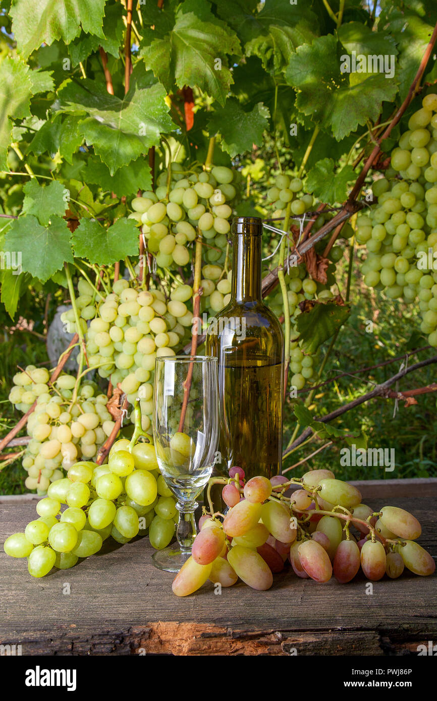 Empty wine glass, grapes bunch and bottle of white wine on vintage ...