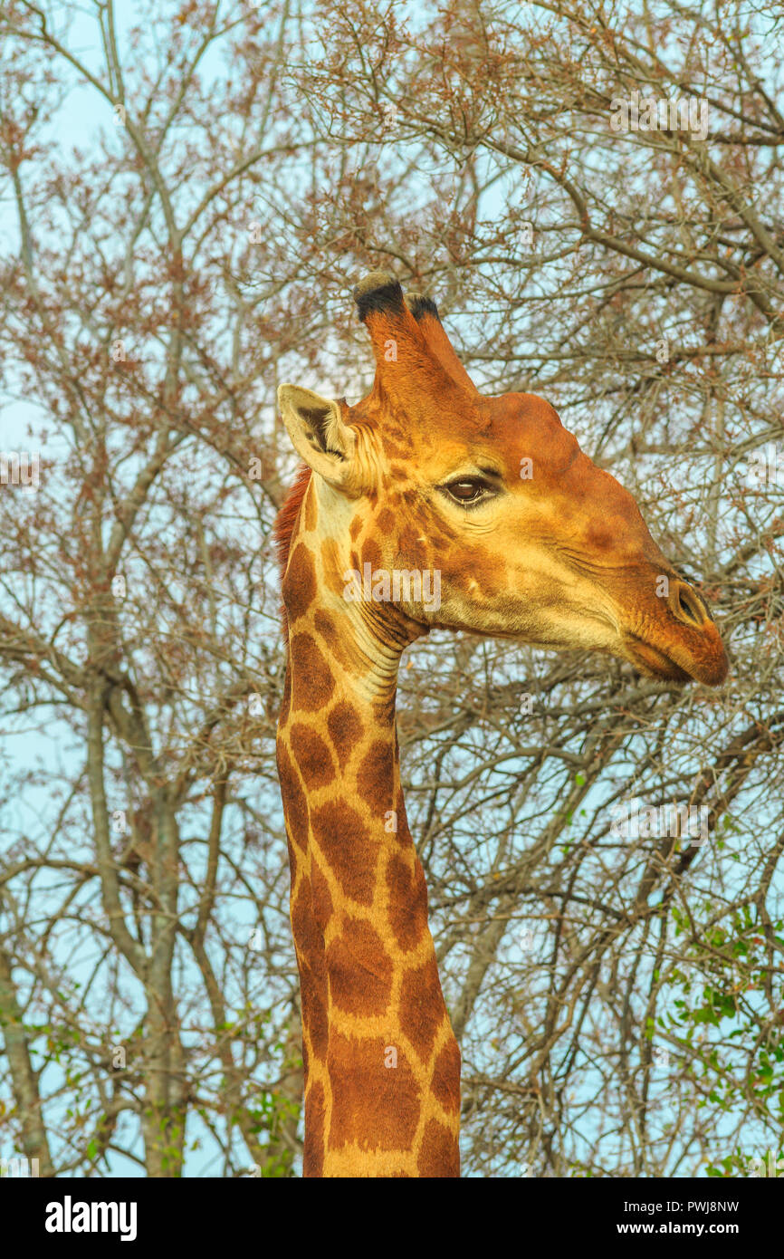 Portrait of african giraffe stretching high for eating fresh leaves from a tree in the savanna of Kruger National Park, South Africa. Vertical shot. Stock Photo