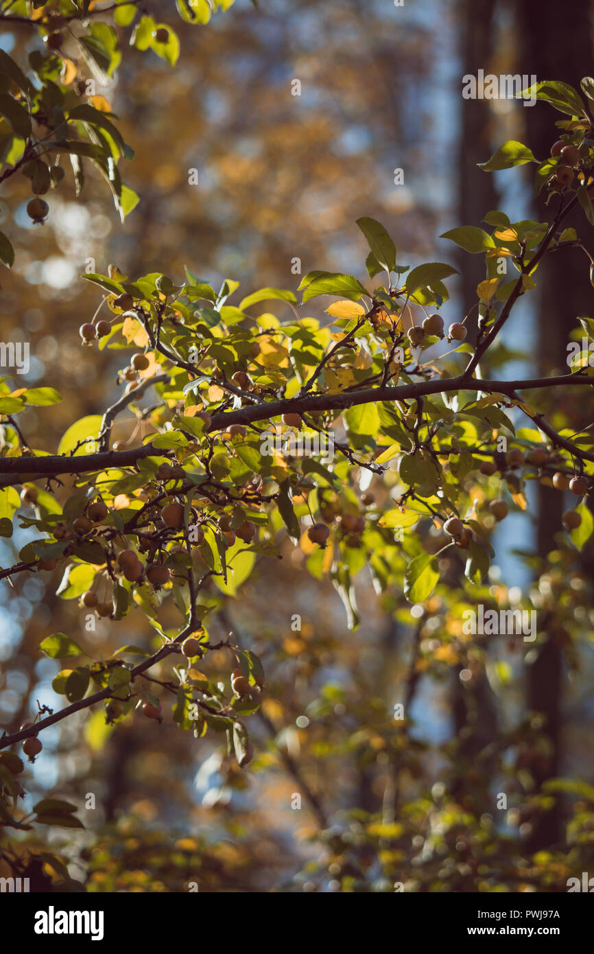 Close-Up of a branch with berries in Autumn Stock Photo