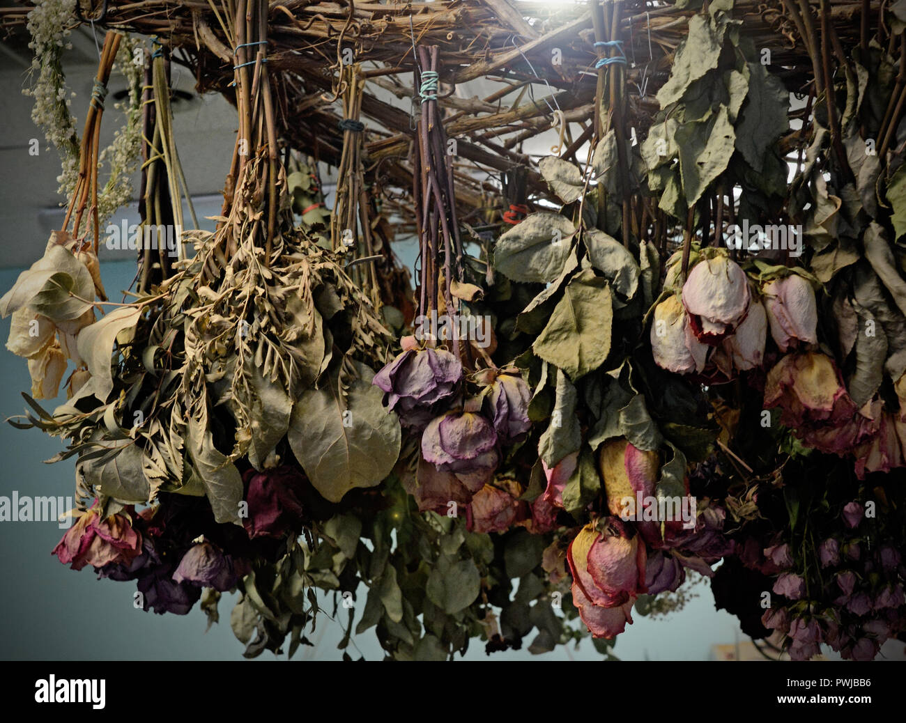 Photo of flowers hanging upside down from the ceiling to dry and naturally preserve. Roses and other florals. Stock Photo