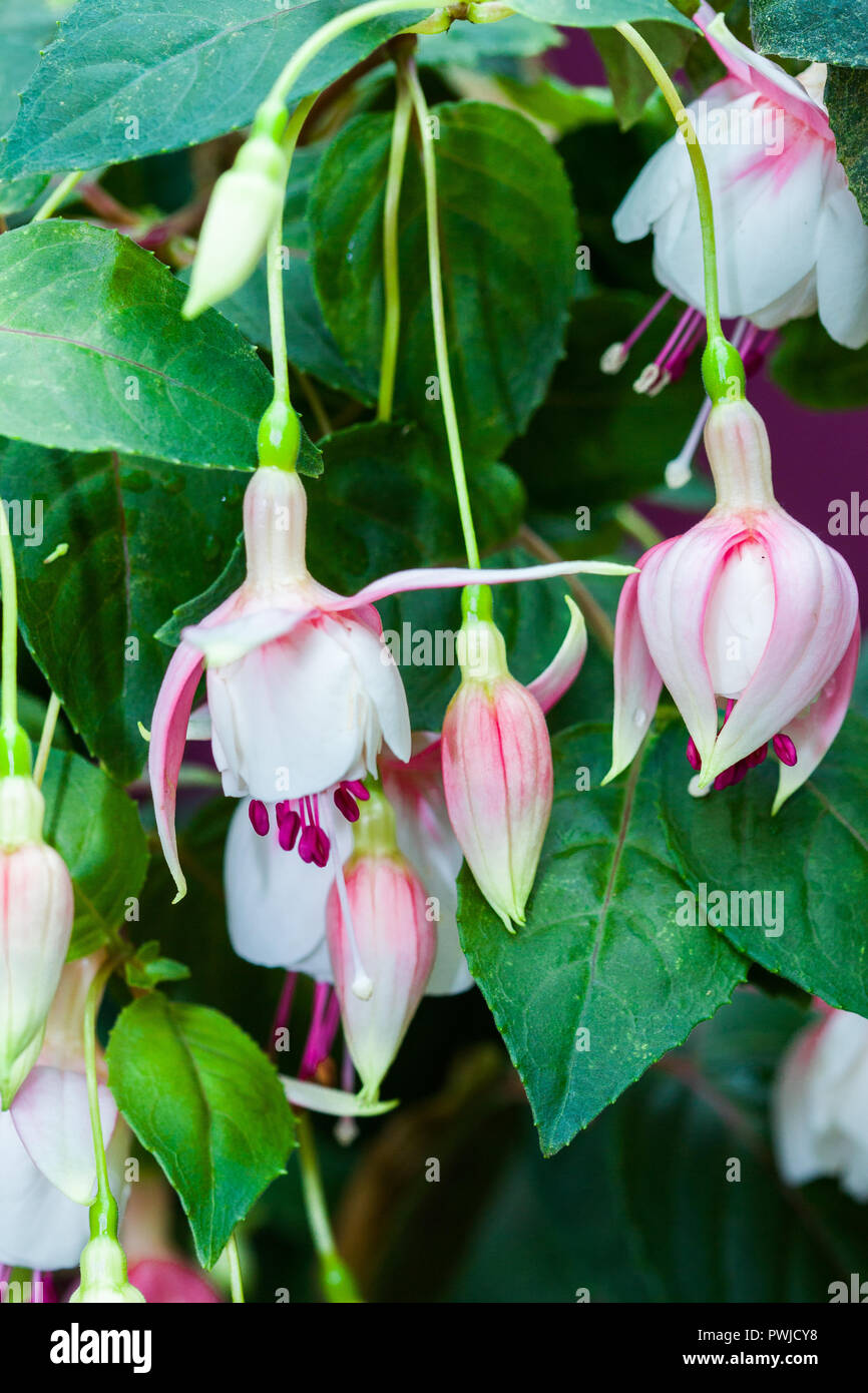 A bunch of white and dangling pink fuschia flowers Stock Photo