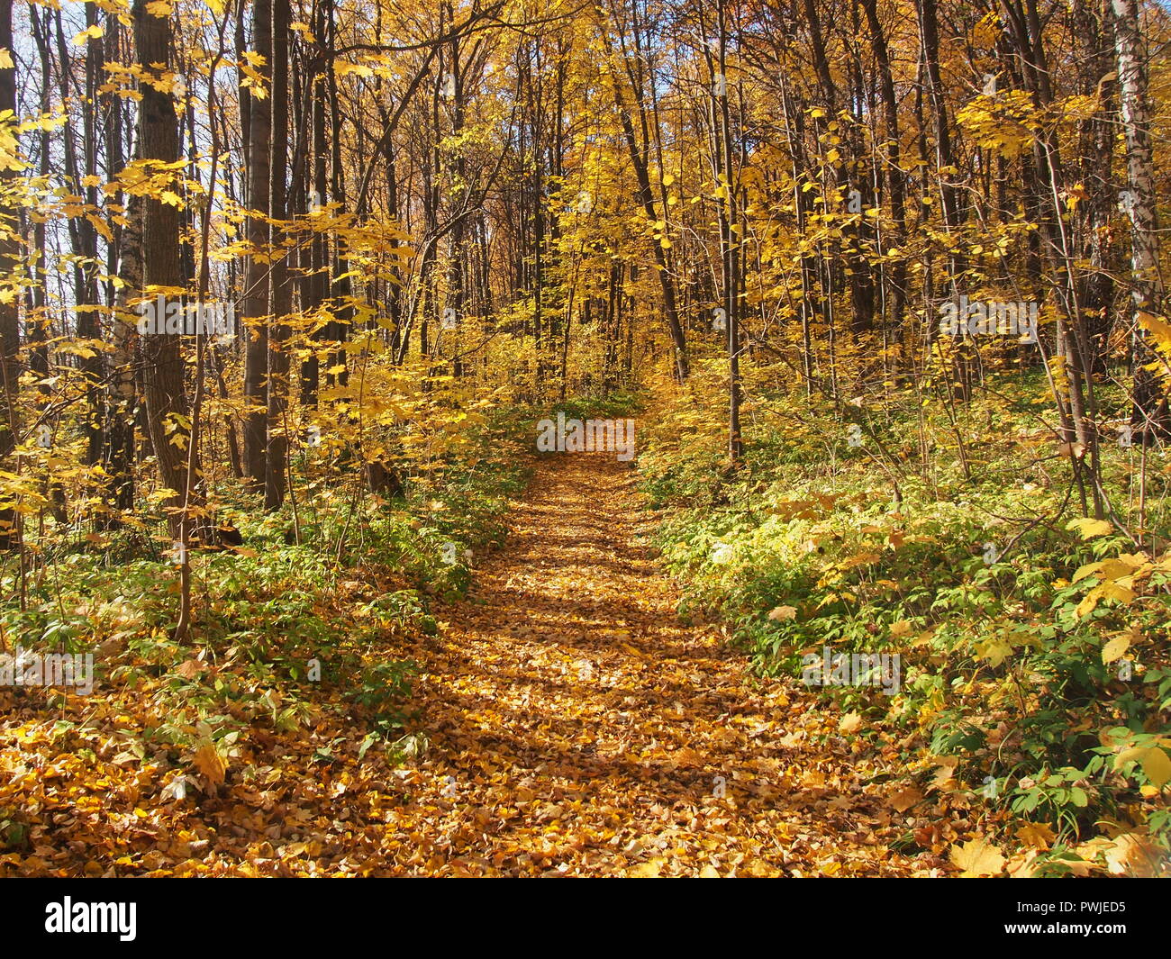 A path in the autumn forest strewn with fallen leaves. Sunny day ...