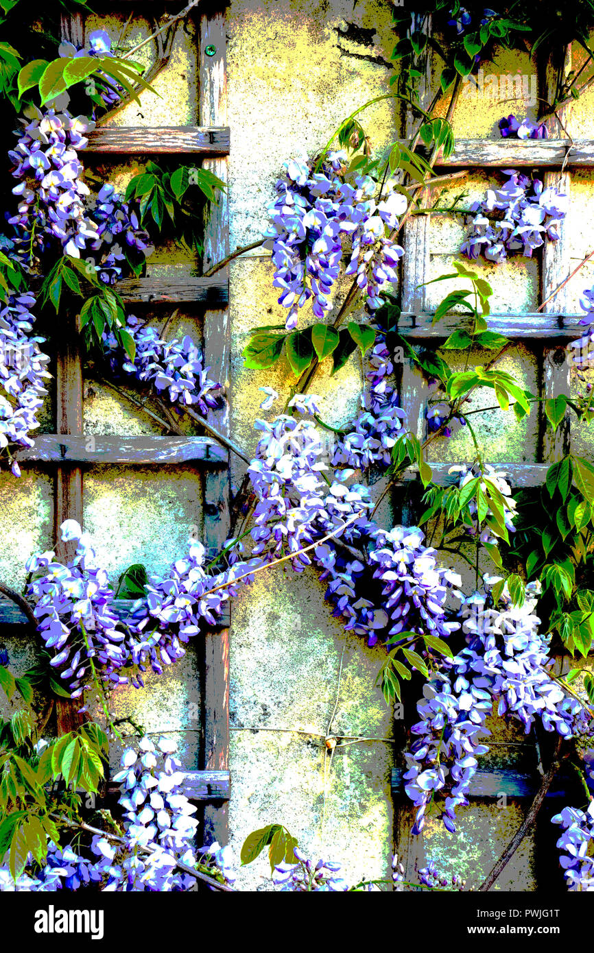 Blooming Wisteria climber on trellis - psychedelic treatment in photo processing Stock Photo