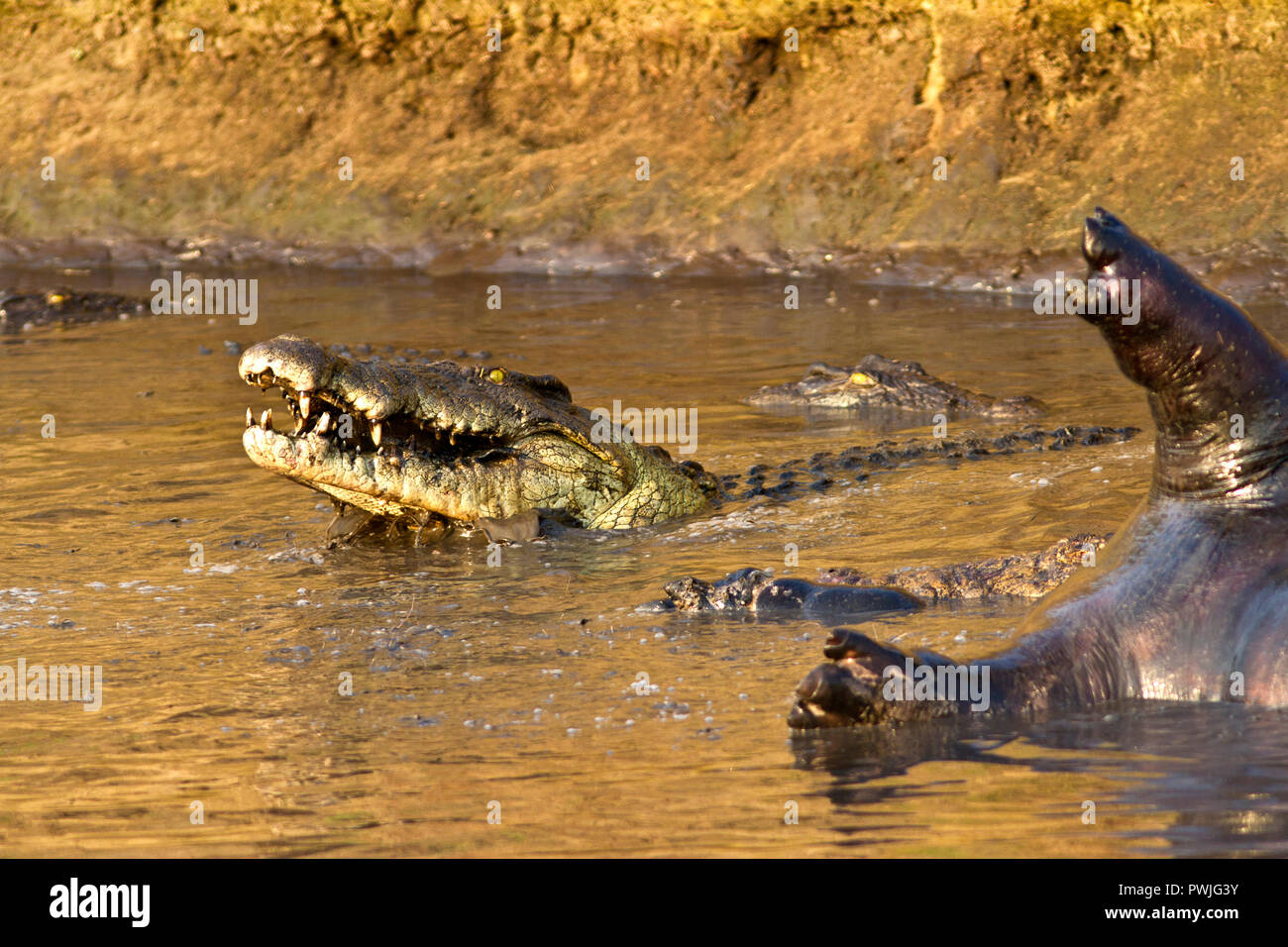 Crocodiles congregate around the carcass of a dead imm hippo and start to gorge by spinning and tearing off huge chunks which they gulp down in one. Stock Photo