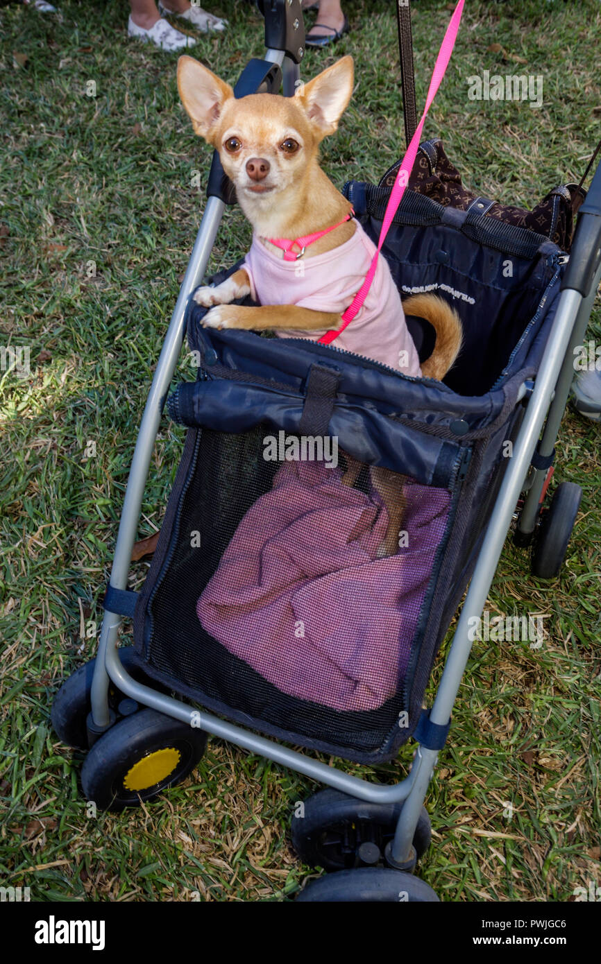 Pink dog stroller hi-res stock photography and images - Alamy