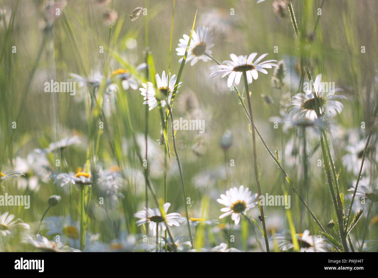 Oxeye daisies on Gog Magog Down, Stapleford, Cambridge, UK Stock Photo