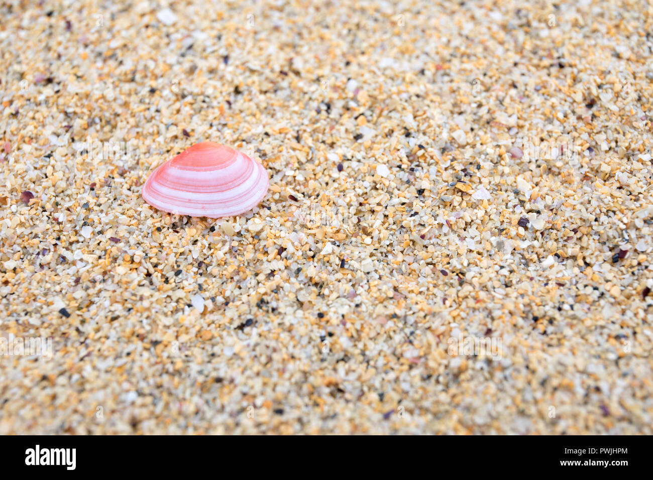 Small pink shell on the beach at Scarista, Harris, Outer Hebrides, Scotland, UK Stock Photo