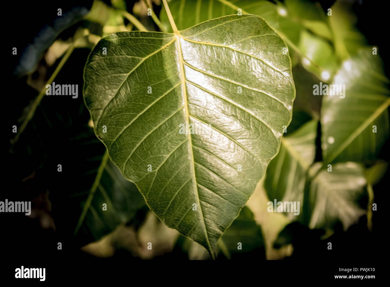 green leaf macro Stock Photo