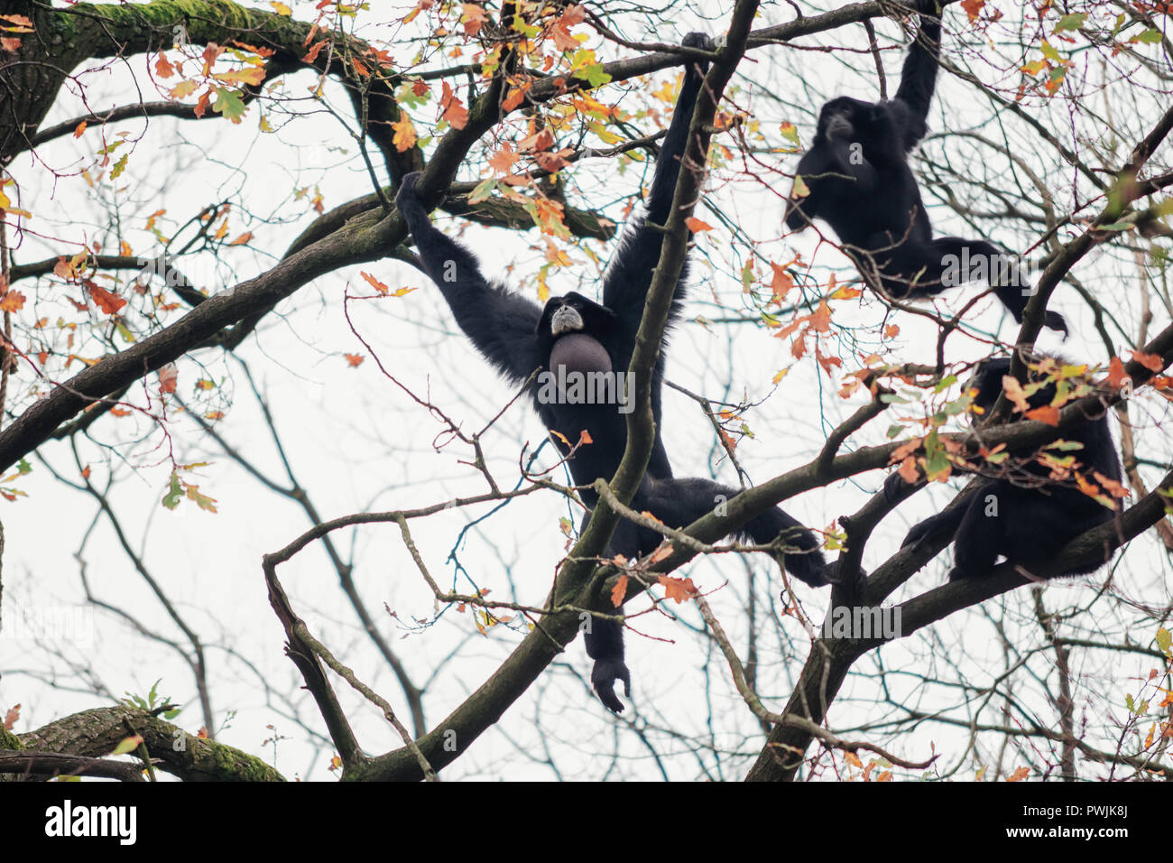 Siamangs playing high in the trees in Burgers' Zoo in The Netherlands Stock Photo